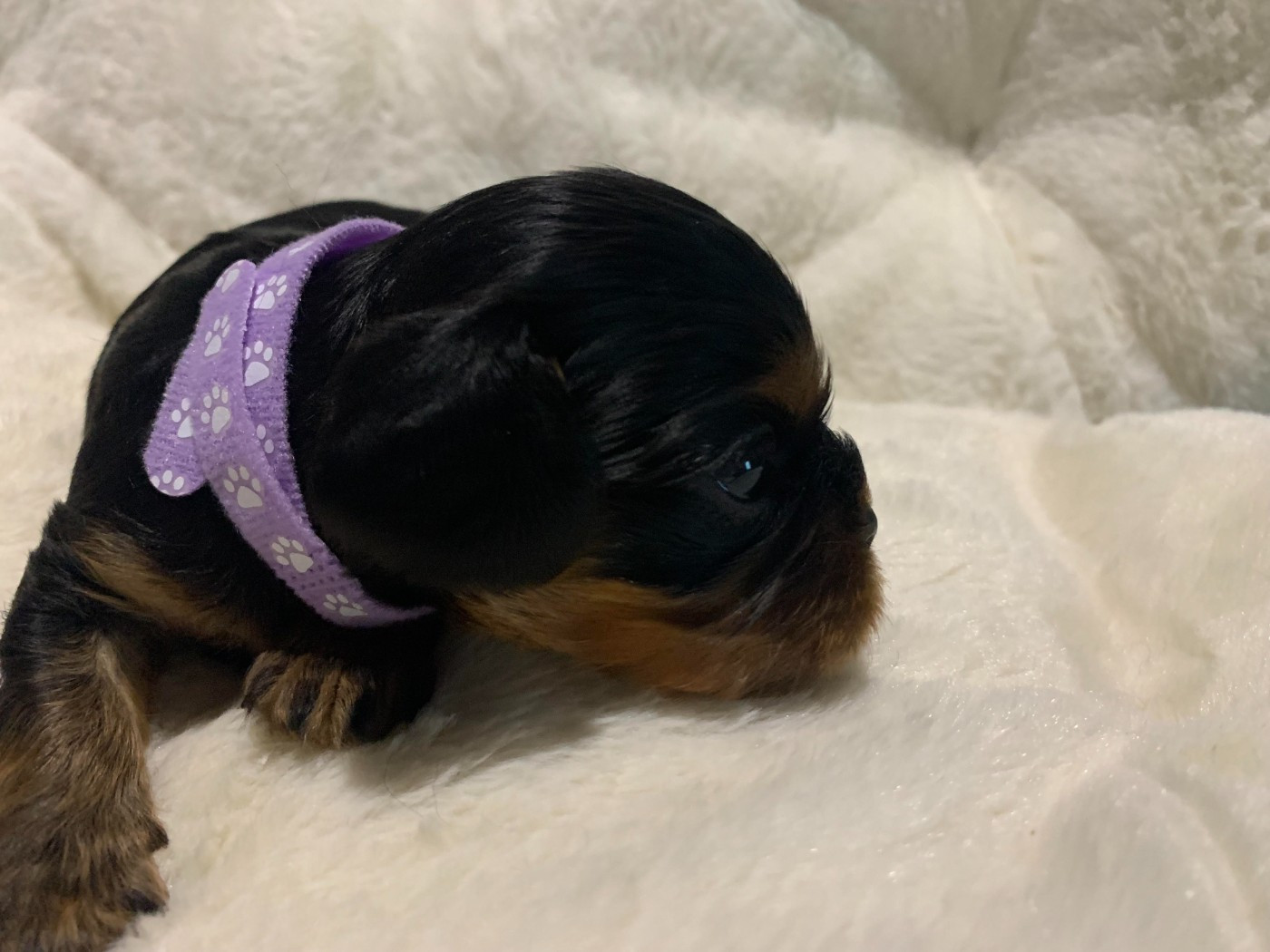 De L'Arche De Cybelle - Chiots disponibles - Cavalier King Charles Spaniel