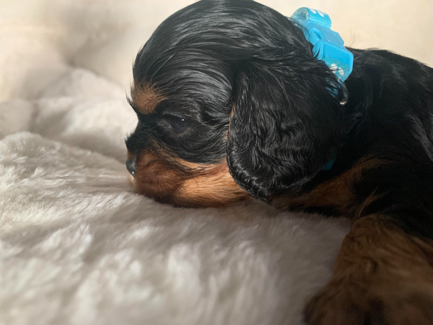 De L'Arche De Cybelle - Chiots disponibles - Cavalier King Charles Spaniel