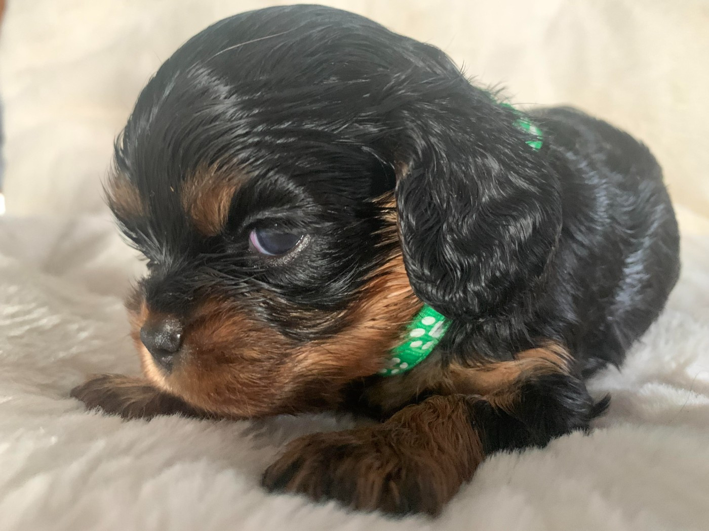 De L'Arche De Cybelle - Chiots disponibles - Cavalier King Charles Spaniel