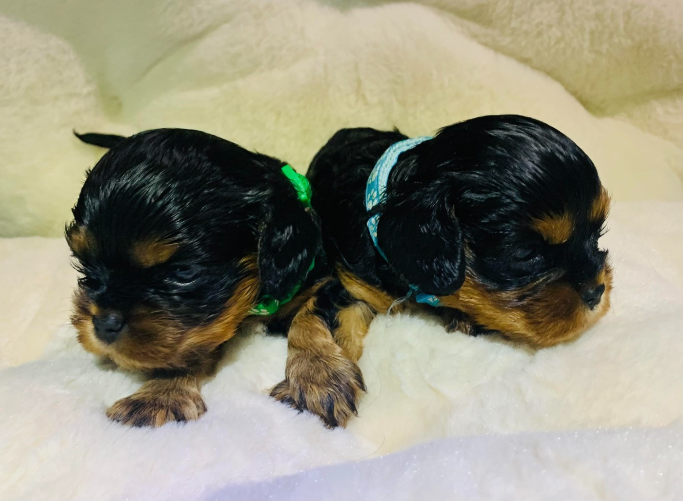 Chiot Cavalier King Charles Spaniel De L'Arche De Cybelle