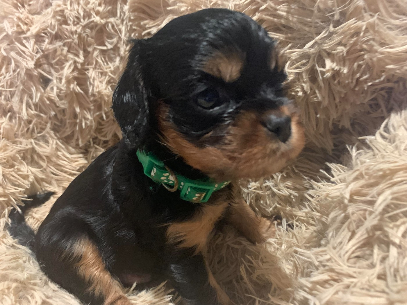 De L'Arche De Cybelle - Cavalier King Charles Spaniel - Portée née le 05/11/2025