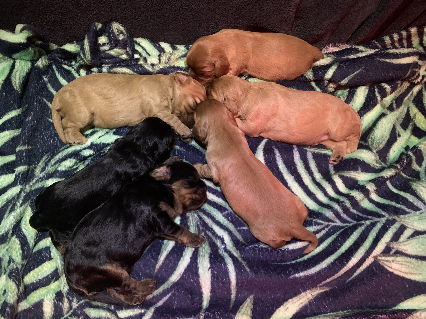 Chiot Cavalier King Charles Spaniel De L'Arche De Cybelle