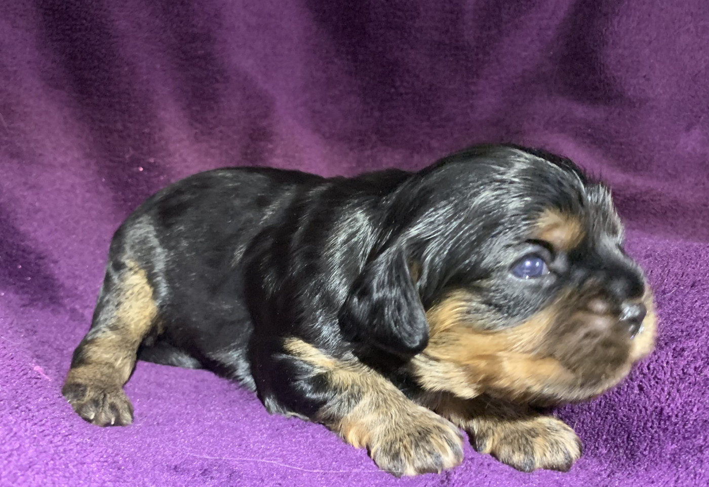 De L'Arche De Cybelle - Chiots disponibles - Cavalier King Charles Spaniel