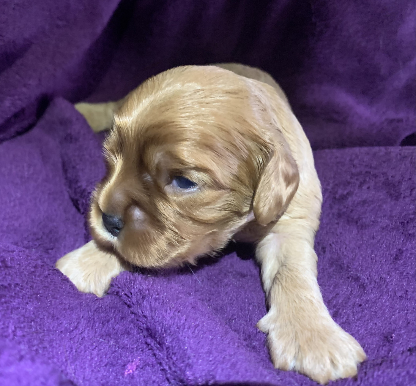 De L'Arche De Cybelle - Chiots disponibles - Cavalier King Charles Spaniel