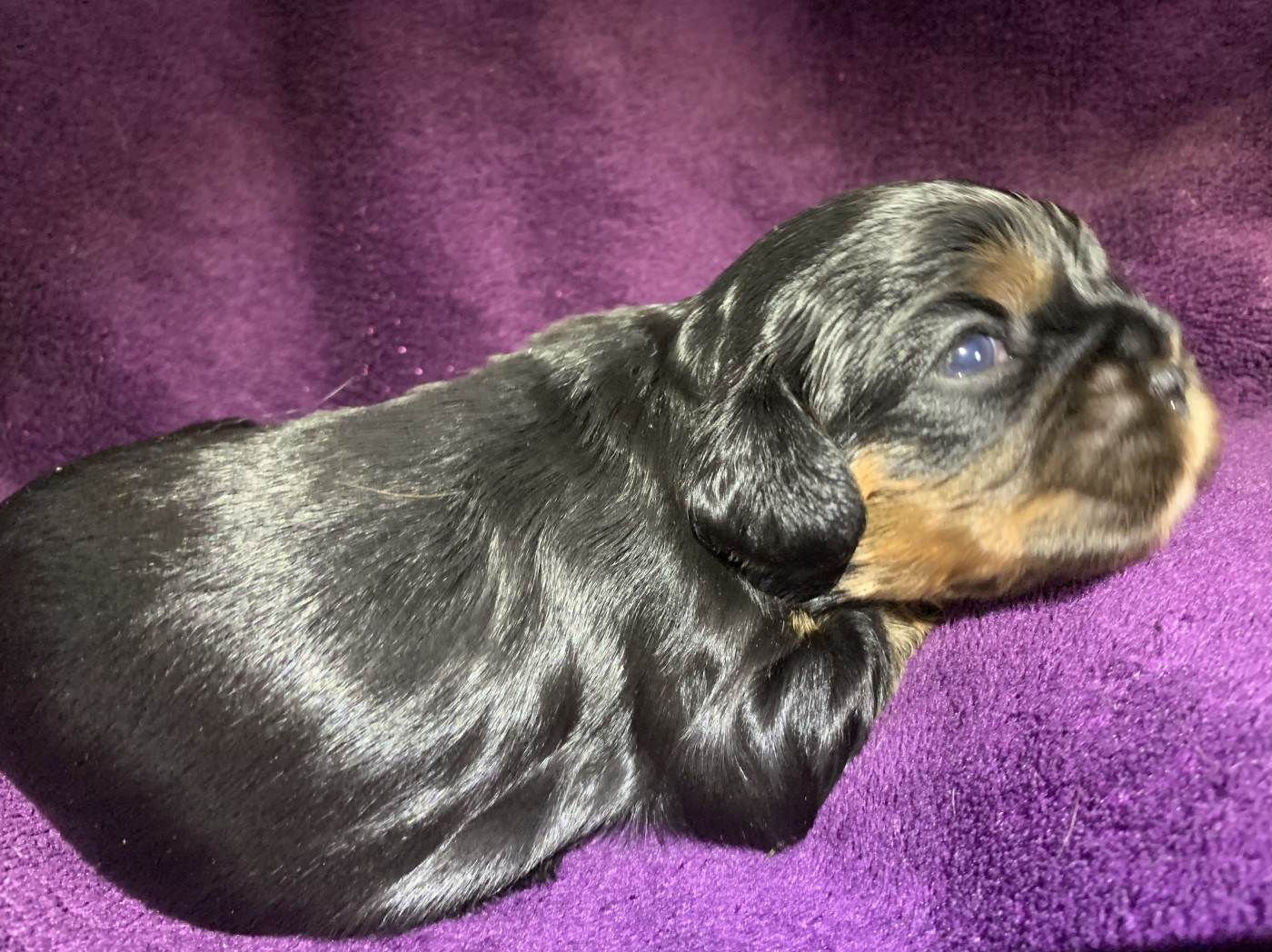 De L'Arche De Cybelle - Chiots disponibles - Cavalier King Charles Spaniel