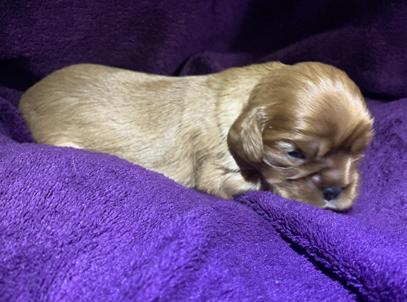 De L'Arche De Cybelle - Chiots disponibles - Cavalier King Charles Spaniel