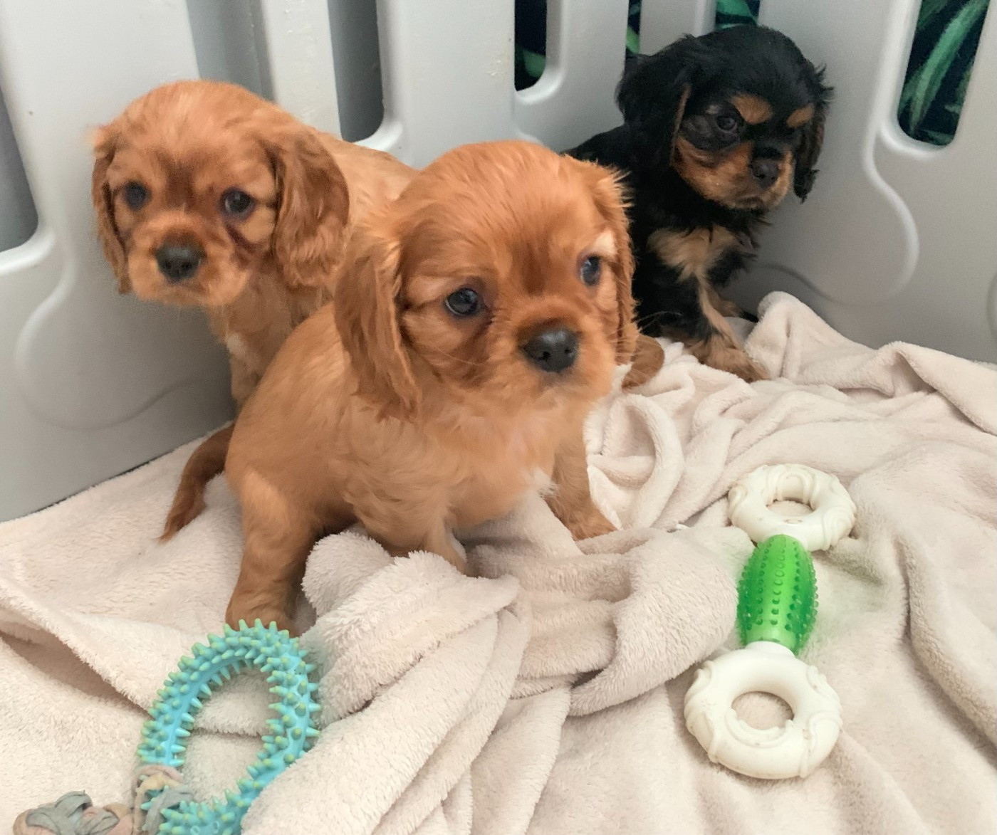 Chiot Cavalier King Charles Spaniel De L'Arche De Cybelle