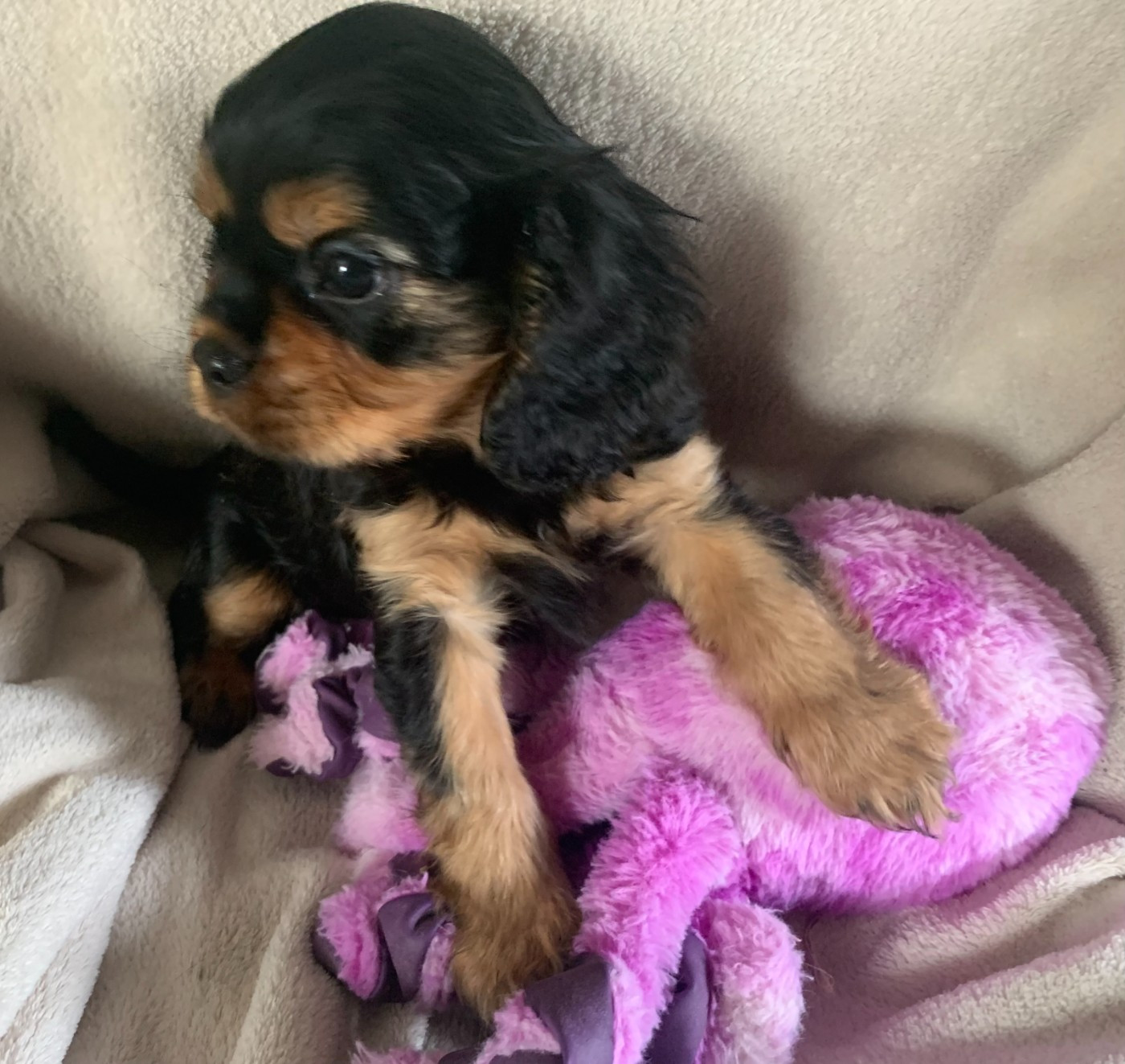 De L'Arche De Cybelle - Chiots disponibles - Cavalier King Charles Spaniel