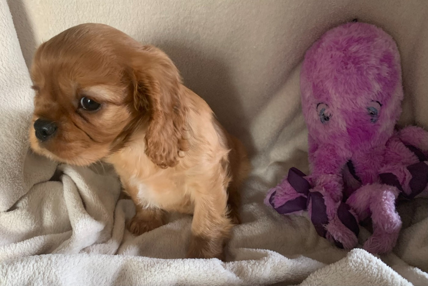 De L'Arche De Cybelle - Chiots disponibles - Cavalier King Charles Spaniel