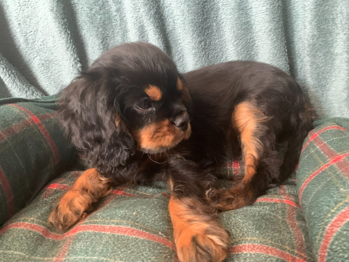 De L'Arche De Cybelle - Chiots disponibles - Cavalier King Charles Spaniel