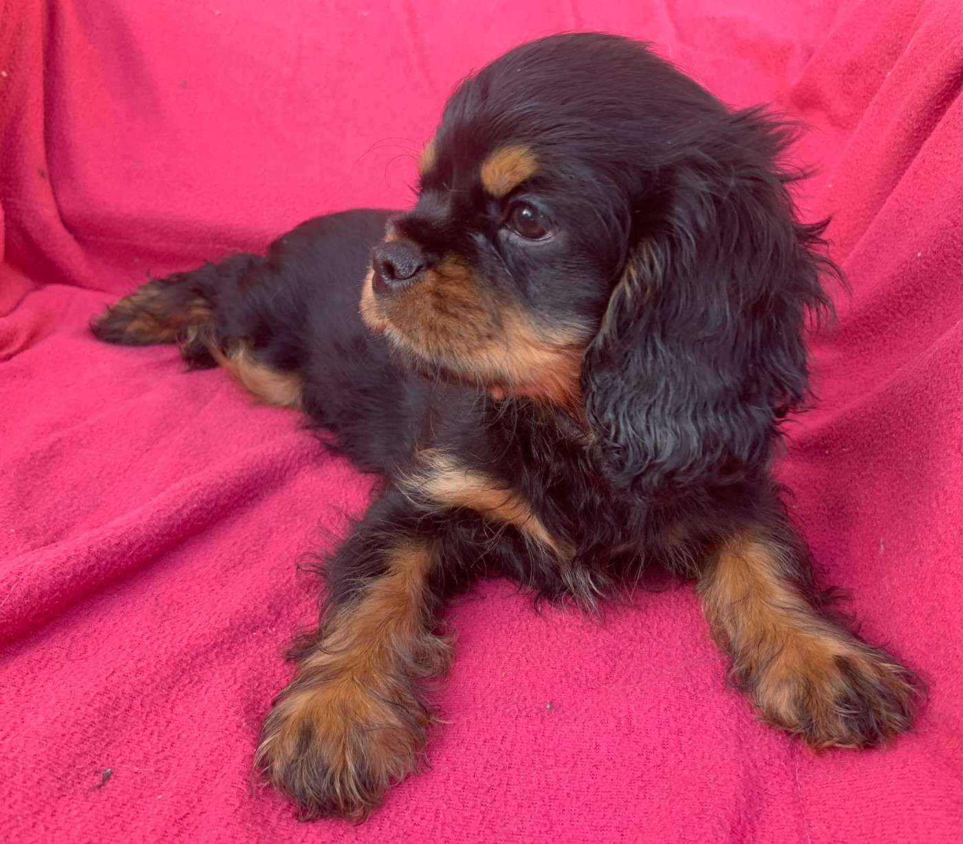 Chiot Cavalier King Charles Spaniel De L'Arche De Cybelle