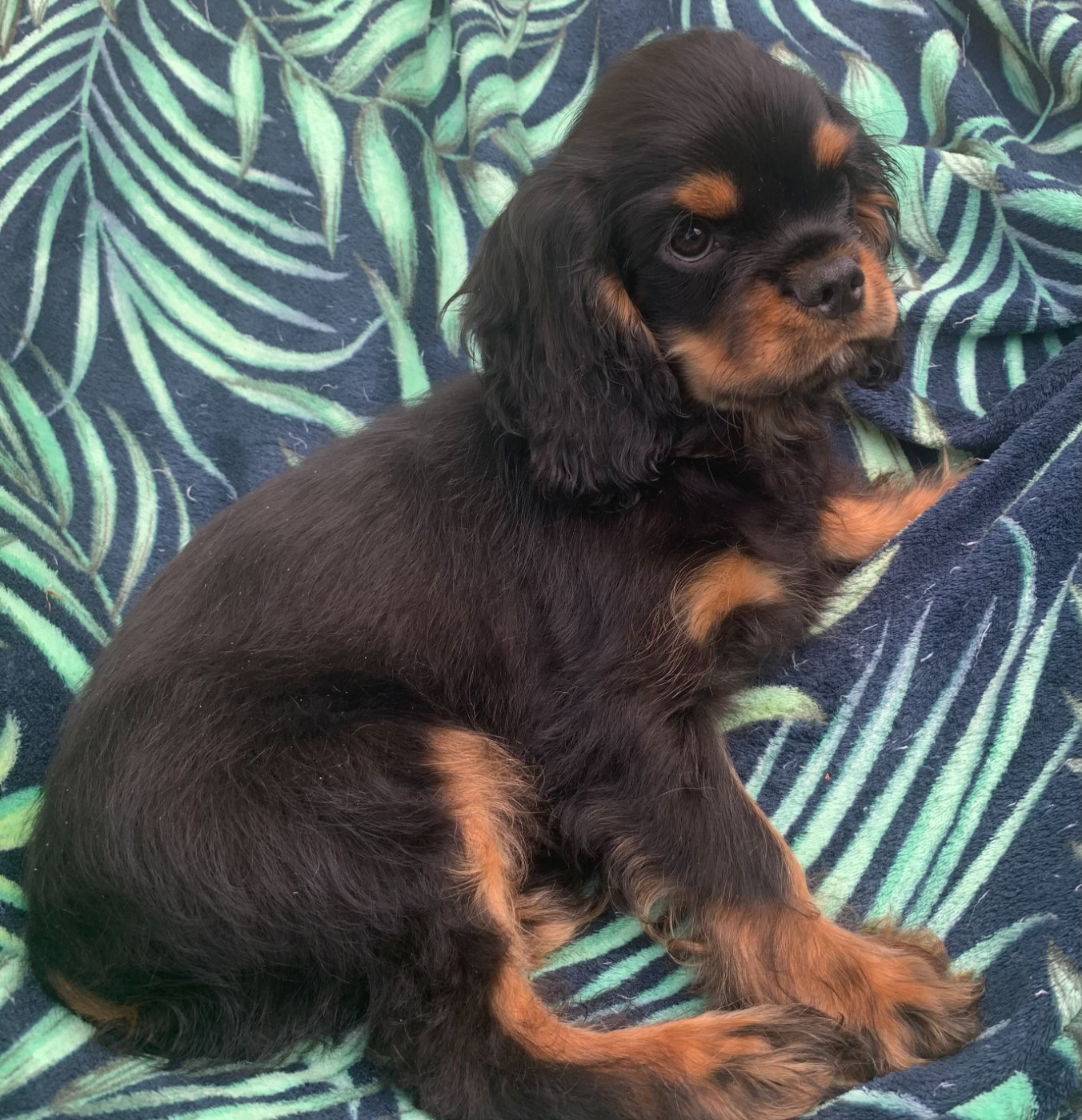 De L'Arche De Cybelle - Chiots disponibles - Cavalier King Charles Spaniel