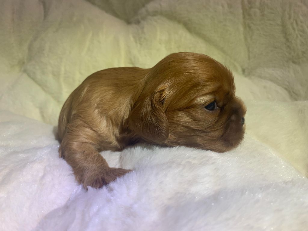 De L'Arche De Cybelle - Chiots disponibles - Cavalier King Charles Spaniel