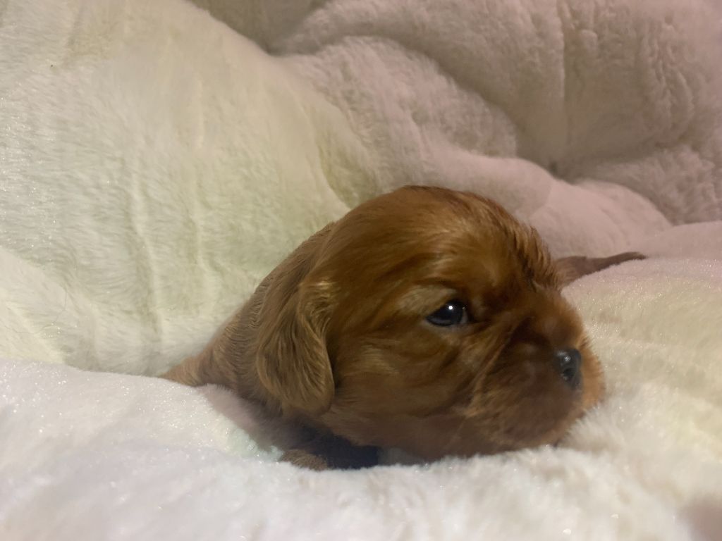 De L'Arche De Cybelle - Chiots disponibles - Cavalier King Charles Spaniel
