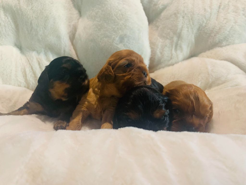 Chiot Cavalier King Charles Spaniel De L'Arche De Cybelle